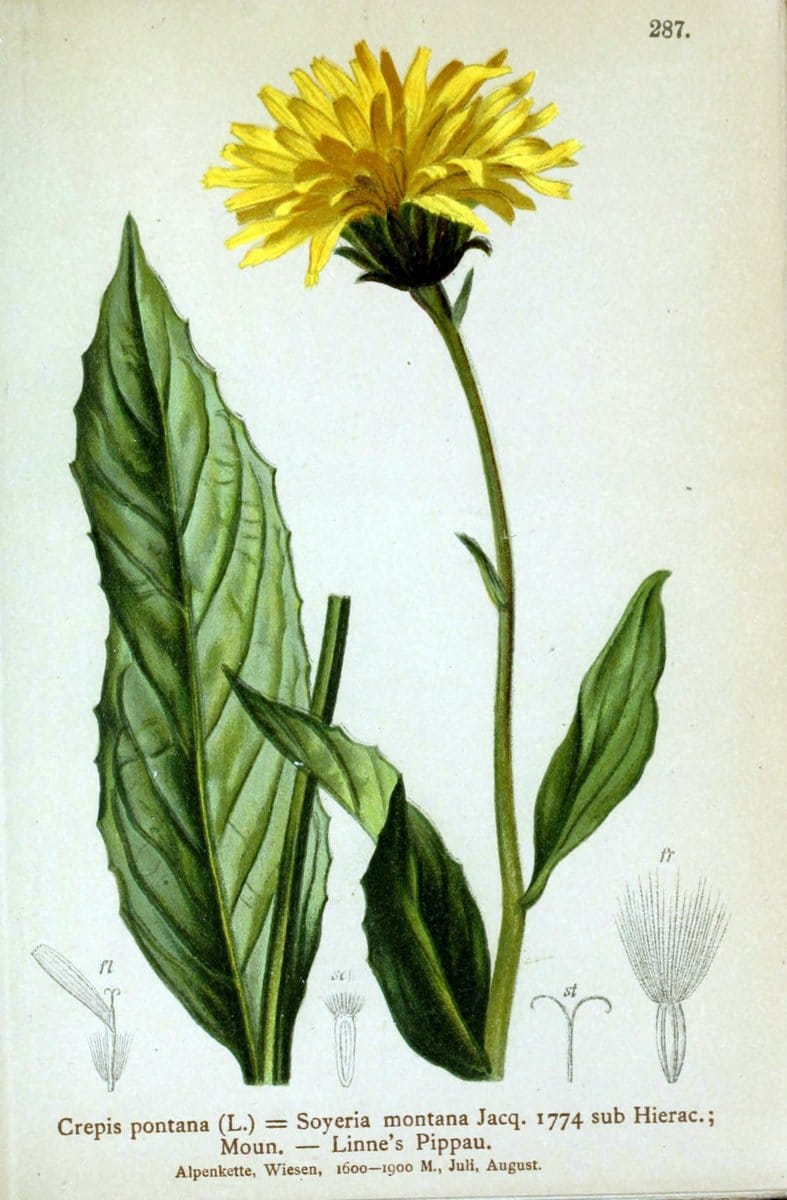 Atlas der Alpenflora /.Wien :Eigenthum und Verlag des Deutschen und Oesterr. Alpenvereins,1882.. |  | Vintage Print Reproduction 459229