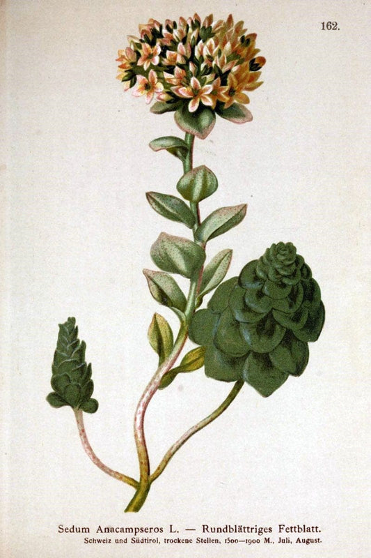 Atlas der Alpenflora /.Wien :Eigenthum und Verlag des Deutschen und Oesterr. Alpenvereins,1882.. |  | Vintage Print Reproduction 459230