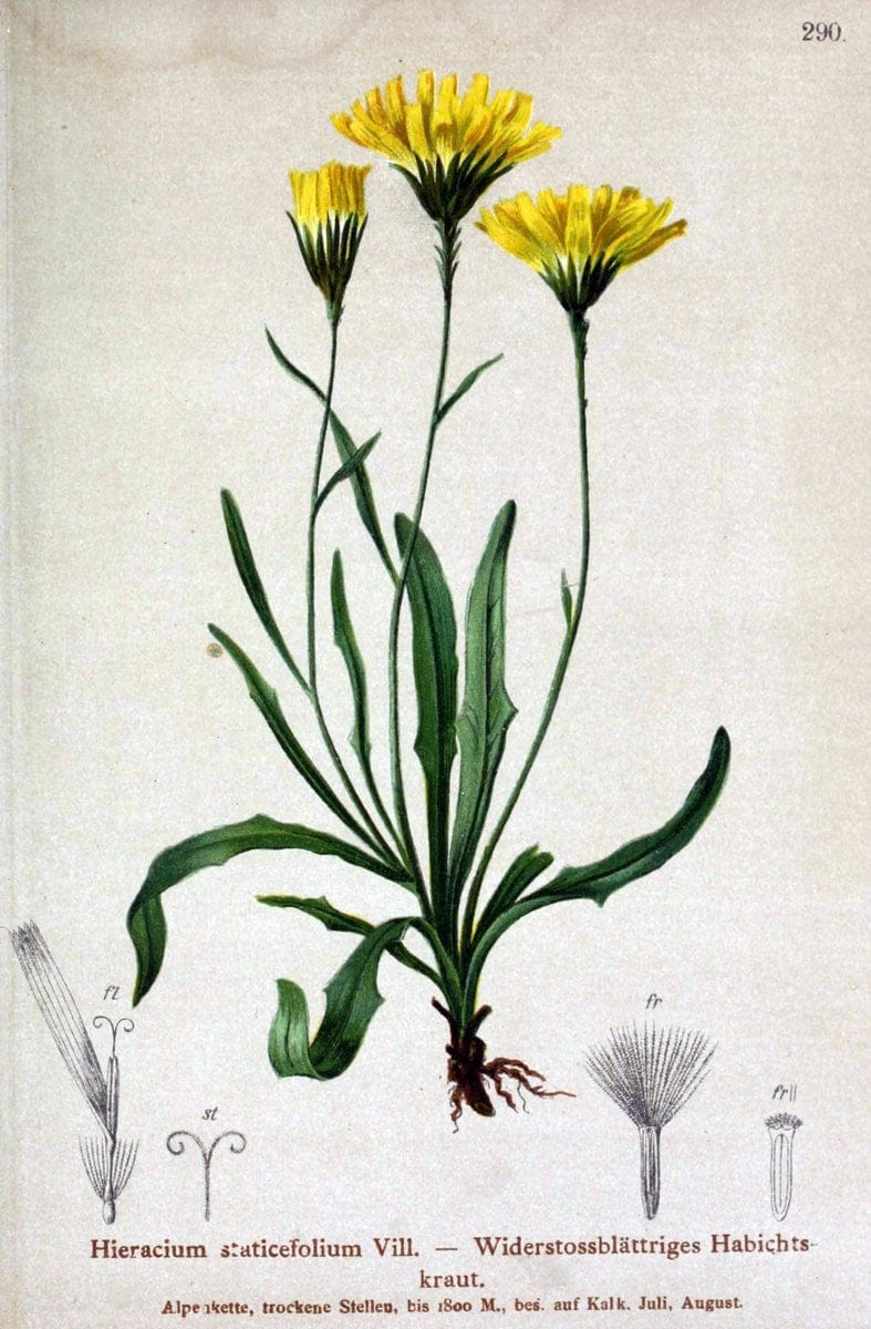 Atlas der Alpenflora /.Wien :Eigenthum und Verlag des Deutschen und Oesterr. Alpenvereins,1882.. |  | Vintage Print Reproduction 459235