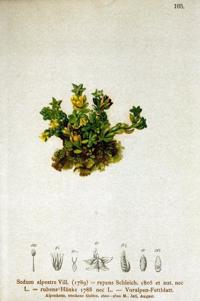Atlas der Alpenflora /.Wien :Eigenthum und Verlag des Deutschen und Oesterr. Alpenvereins,1882.. |  | Vintage Print Reproduction 459236