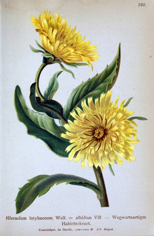 Atlas der Alpenflora /.Wien :Eigenthum und Verlag des Deutschen und Oesterr. Alpenvereins,1882.. |  | Vintage Print Reproduction 459239