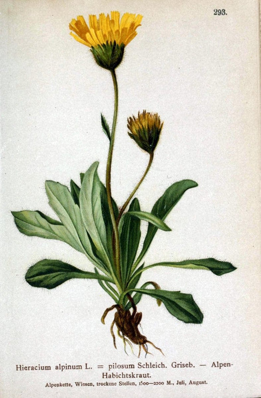 Atlas der Alpenflora /.Wien :Eigenthum und Verlag des Deutschen und Oesterr. Alpenvereins,1882.. |  | Vintage Print Reproduction 459241