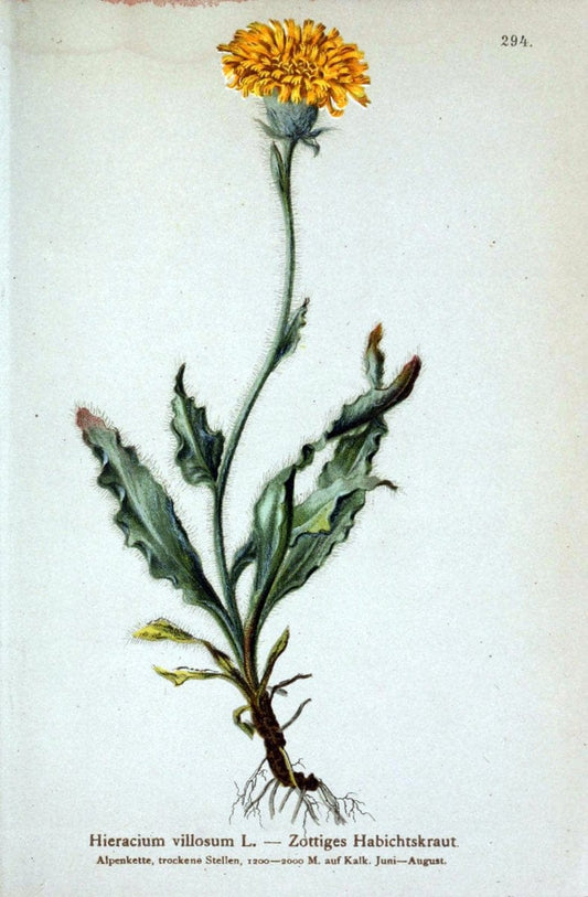 Atlas der Alpenflora /.Wien :Eigenthum und Verlag des Deutschen und Oesterr. Alpenvereins,1882.. |  | Vintage Print Reproduction 459243