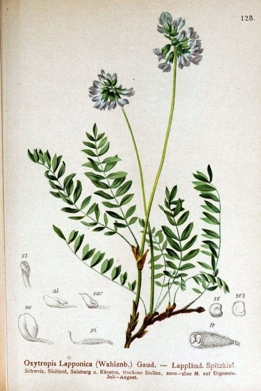 Atlas der Alpenflora /.Wien :Eigenthum und Verlag des Deutschen und Oesterr. Alpenvereins,1882.. |  | Vintage Print Reproduction 459244