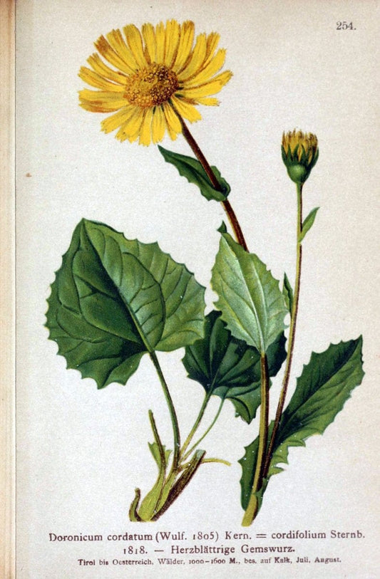 Atlas der Alpenflora /.Wien :Eigenthum und Verlag des Deutschen und Oesterr. Alpenvereins,1882.. |  | Vintage Print Reproduction 459245