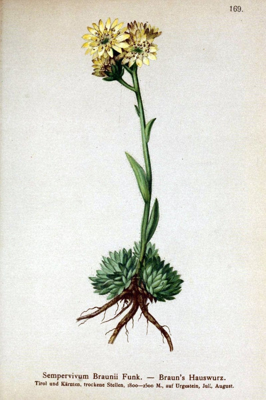 Atlas der Alpenflora /.Wien :Eigenthum und Verlag des Deutschen und Oesterr. Alpenvereins,1882.. |  | Vintage Print Reproduction 459246