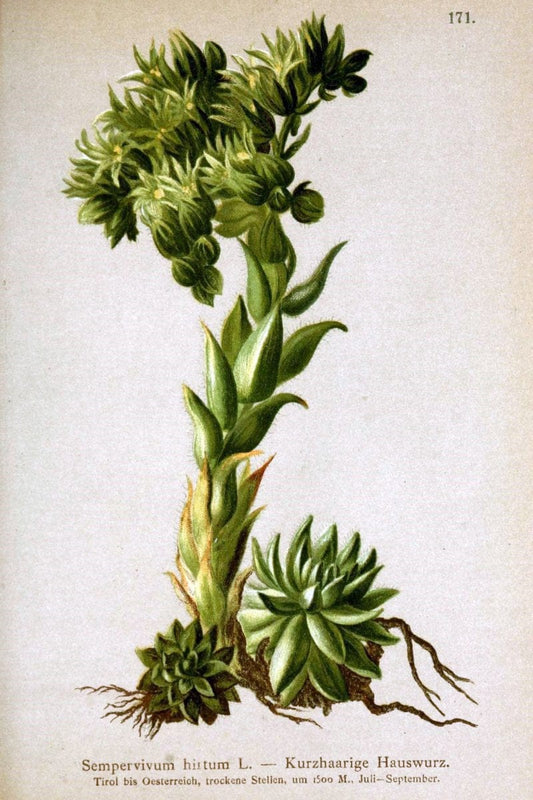 Atlas der Alpenflora /.Wien :Eigenthum und Verlag des Deutschen und Oesterr. Alpenvereins,1882.. |  | Vintage Print Reproduction 459250