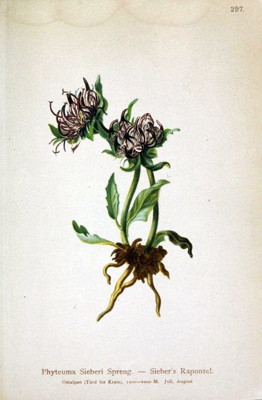 Atlas der Alpenflora /.Wien :Eigenthum und Verlag des Deutschen und Oesterr. Alpenvereins,1882.. |  | Vintage Print Reproduction 459251