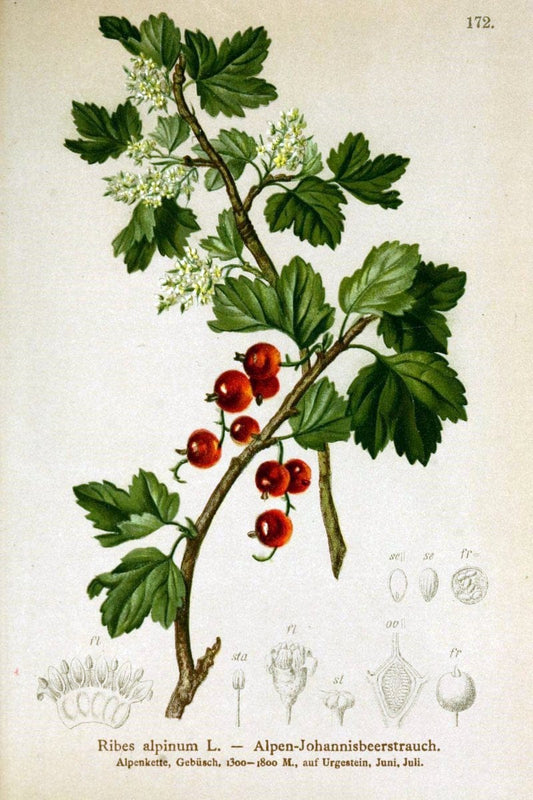 Atlas der Alpenflora /.Wien :Eigenthum und Verlag des Deutschen und Oesterr. Alpenvereins,1882.. |  | Vintage Print Reproduction 459252