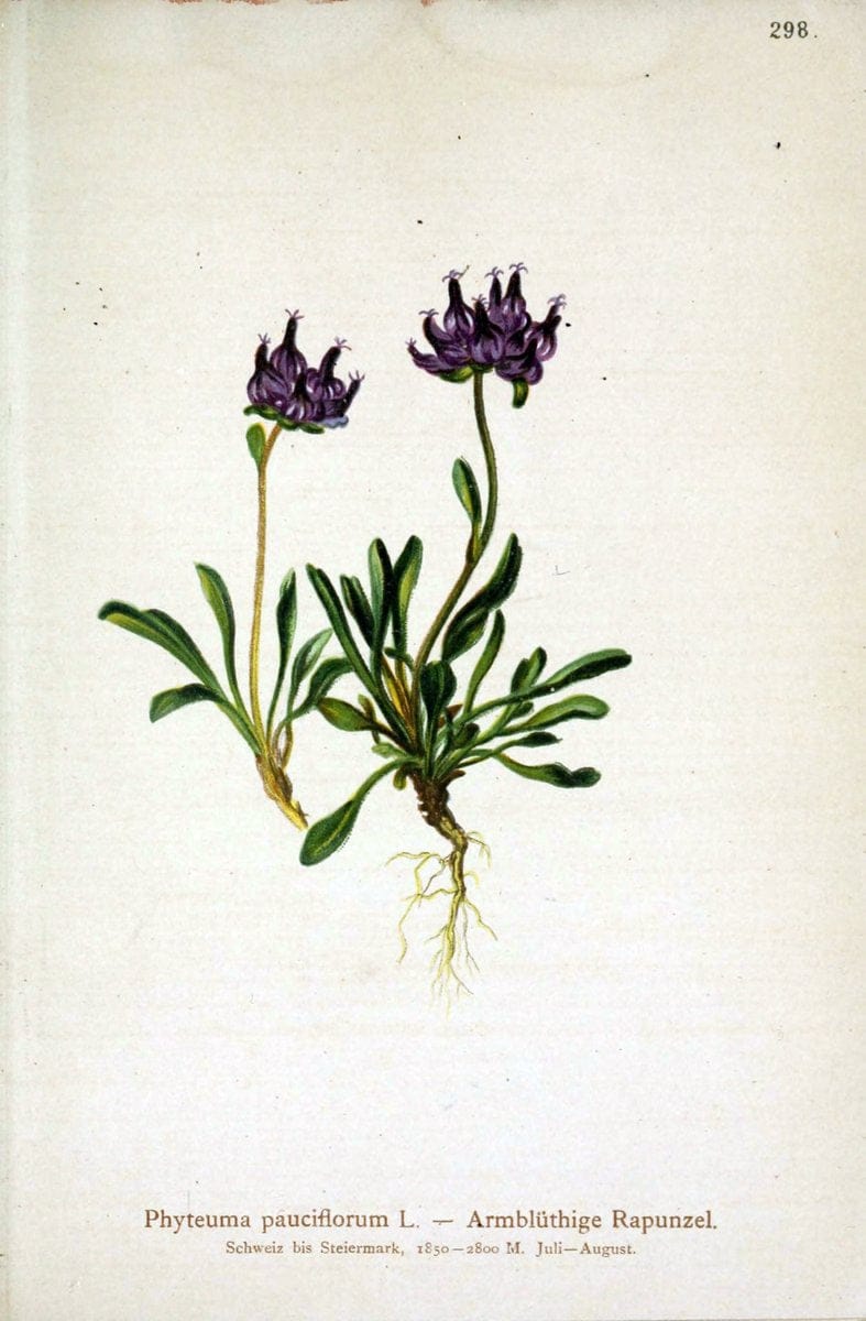 Atlas der Alpenflora /.Wien :Eigenthum und Verlag des Deutschen und Oesterr. Alpenvereins,1882.. |  | Vintage Print Reproduction 459253