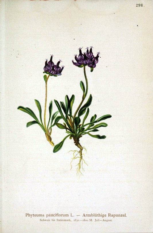 Atlas der Alpenflora /.Wien :Eigenthum und Verlag des Deutschen und Oesterr. Alpenvereins,1882.. |  | Vintage Print Reproduction 459253