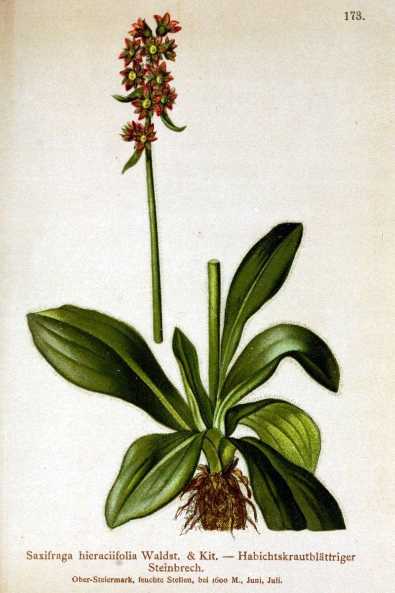 Atlas der Alpenflora /.Wien :Eigenthum und Verlag des Deutschen und Oesterr. Alpenvereins,1882.. |  | Vintage Print Reproduction 459254