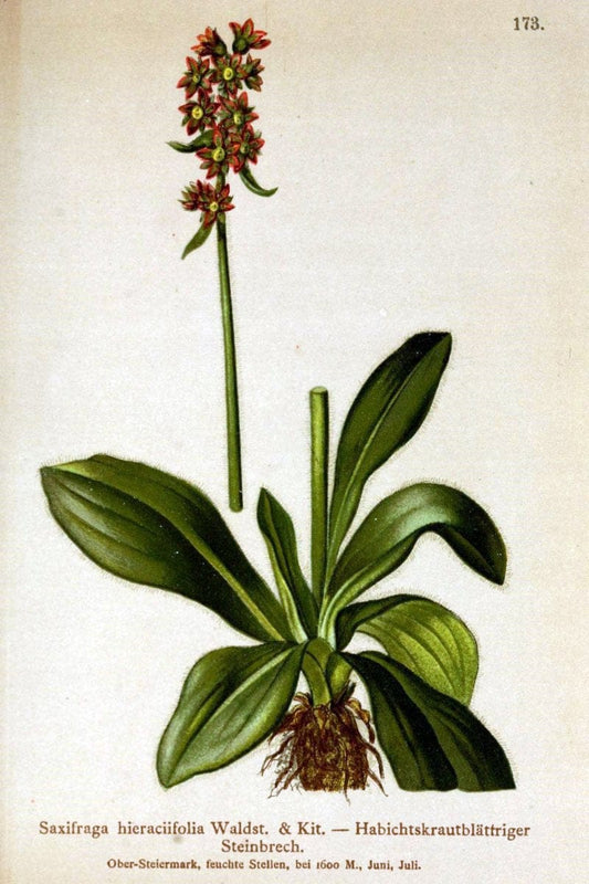 Atlas der Alpenflora /.Wien :Eigenthum und Verlag des Deutschen und Oesterr. Alpenvereins,1882.. |  | Vintage Print Reproduction 459254