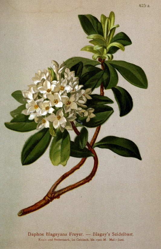 Atlas der Alpenflora /.Wien :Eigenthum und Verlag des Deutschen und Oesterr. Alpenvereins,1882.  | Alps Atlases "Mountain plants"  | Vintage Print Reproduction 459257