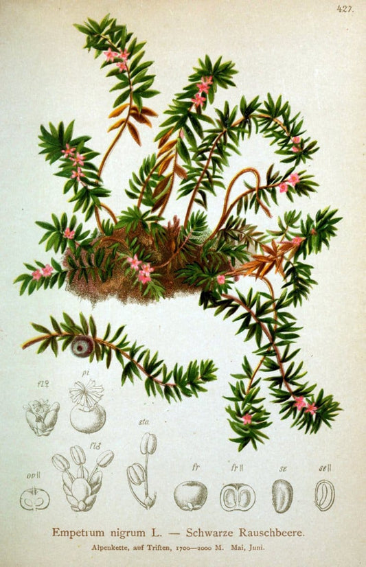 Atlas der Alpenflora /.Wien :Eigenthum und Verlag des Deutschen und Oesterr. Alpenvereins,1882.  | Alps Atlases "Mountain plants"  | Vintage Print Reproduction 459259