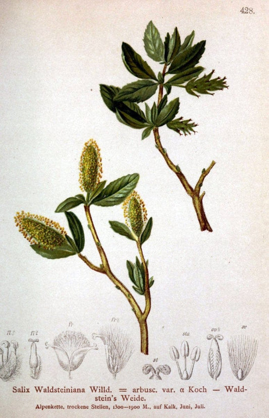 Atlas der Alpenflora /.Wien :Eigenthum und Verlag des Deutschen und Oesterr. Alpenvereins,1882.  | Alps Atlases "Mountain plants"  | Vintage Print Reproduction 459260