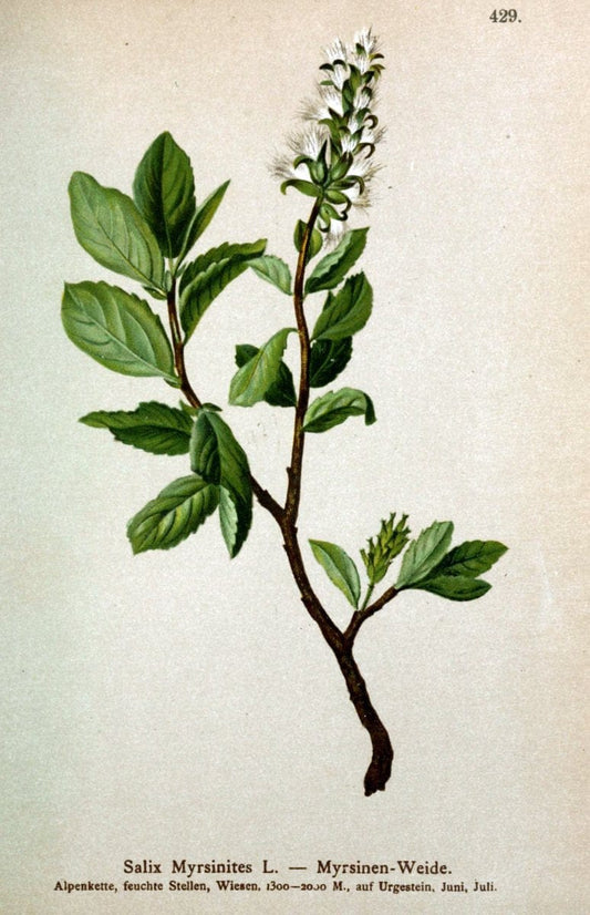 Atlas der Alpenflora /.Wien :Eigenthum und Verlag des Deutschen und Oesterr. Alpenvereins,1882.  | Alps Atlases "Mountain plants"  | Vintage Print Reproduction 459262