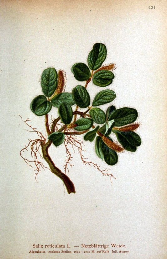 Atlas der Alpenflora /.Wien :Eigenthum und Verlag des Deutschen und Oesterr. Alpenvereins,1882.  | Alps Atlases "Mountain plants"  | Vintage Print Reproduction 459264