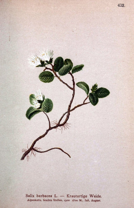 Atlas der Alpenflora /.Wien :Eigenthum und Verlag des Deutschen und Oesterr. Alpenvereins,1882.  | Alps Atlases "Mountain plants"  | Vintage Print Reproduction 459265