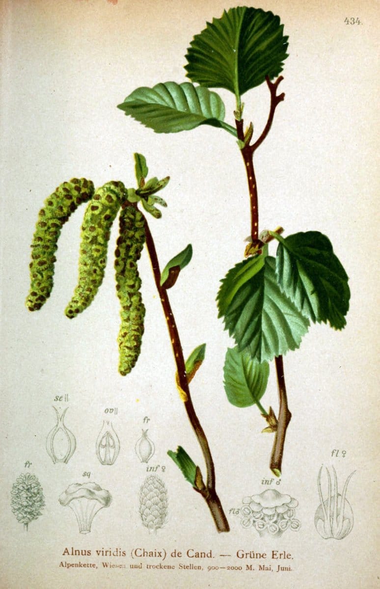 Atlas der Alpenflora /.Wien :Eigenthum und Verlag des Deutschen und Oesterr. Alpenvereins,1882.  | Alps Atlases "Mountain plants"  | Vintage Print Reproduction 459267