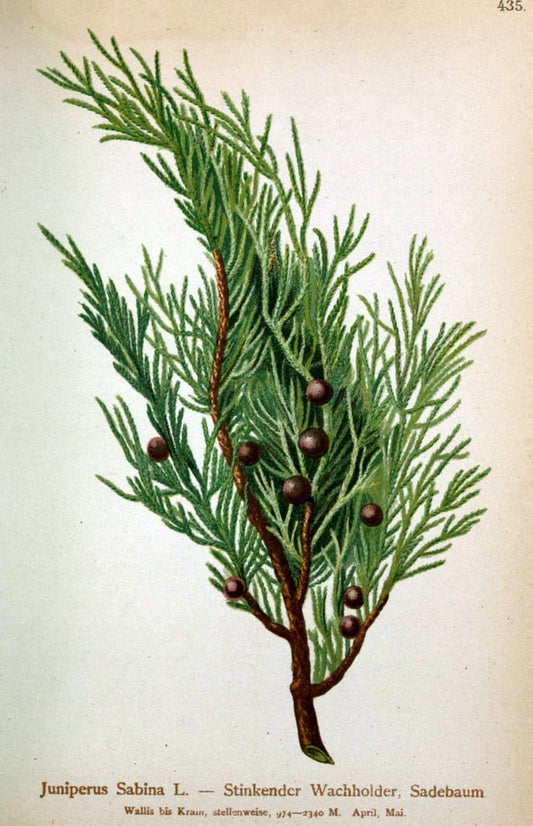 Atlas der Alpenflora /.Wien :Eigenthum und Verlag des Deutschen und Oesterr. Alpenvereins,1882.  | Alps Atlases "Mountain plants"  | Vintage Print Reproduction 459268