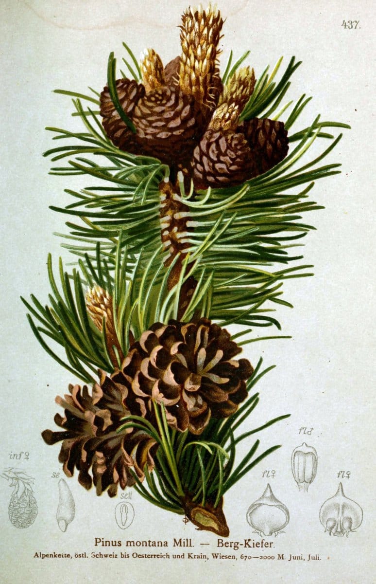 Atlas der Alpenflora /.Wien :Eigenthum und Verlag des Deutschen und Oesterr. Alpenvereins,1882.  | Alps Atlases "Mountain plants"  | Vintage Print Reproduction 459270