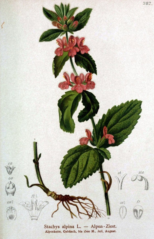 Atlas der Alpenflora /.Wien :Eigenthum und Verlag des Deutschen und Oesterr. Alpenvereins,1882.  | Alps Atlases "Mountain plants"  | Vintage Print Reproduction 459272