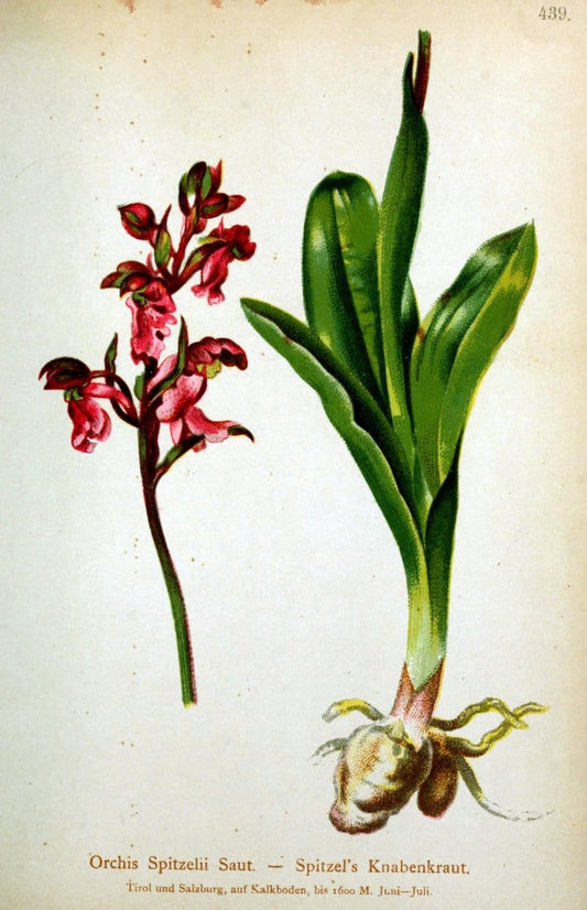 Atlas der Alpenflora /.Wien :Eigenthum und Verlag des Deutschen und Oesterr. Alpenvereins,1882.  | Alps Atlases "Mountain plants"  | Vintage Print Reproduction 459273