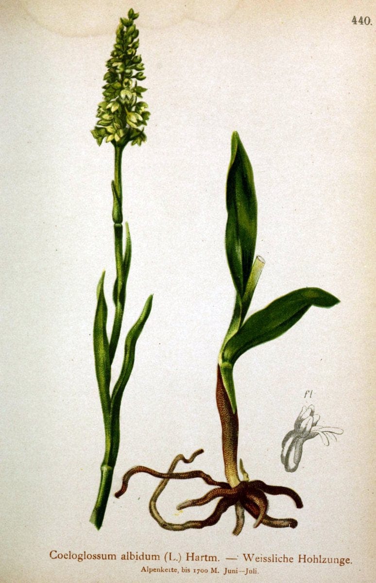Atlas der Alpenflora /.Wien :Eigenthum und Verlag des Deutschen und Oesterr. Alpenvereins,1882.  | Alps Atlases "Mountain plants"  | Vintage Print Reproduction 459274