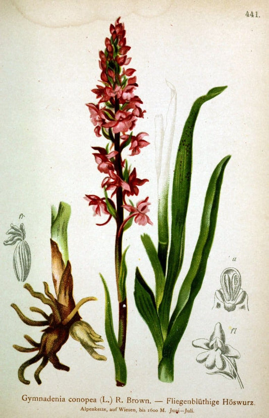 Atlas der Alpenflora /.Wien :Eigenthum und Verlag des Deutschen und Oesterr. Alpenvereins,1882.  | Alps Atlases "Mountain plants"  | Vintage Print Reproduction 459275