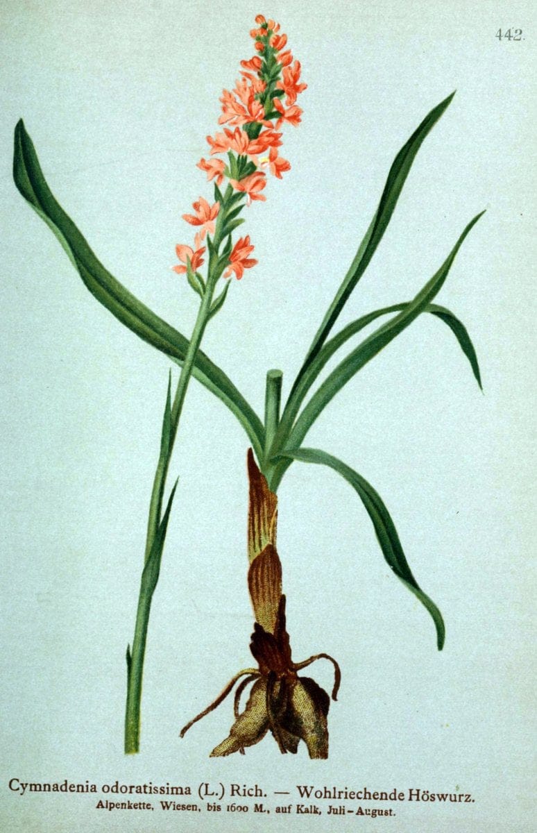 Atlas der Alpenflora /.Wien :Eigenthum und Verlag des Deutschen und Oesterr. Alpenvereins,1882.  | Alps Atlases "Mountain plants"  | Vintage Print Reproduction 459276