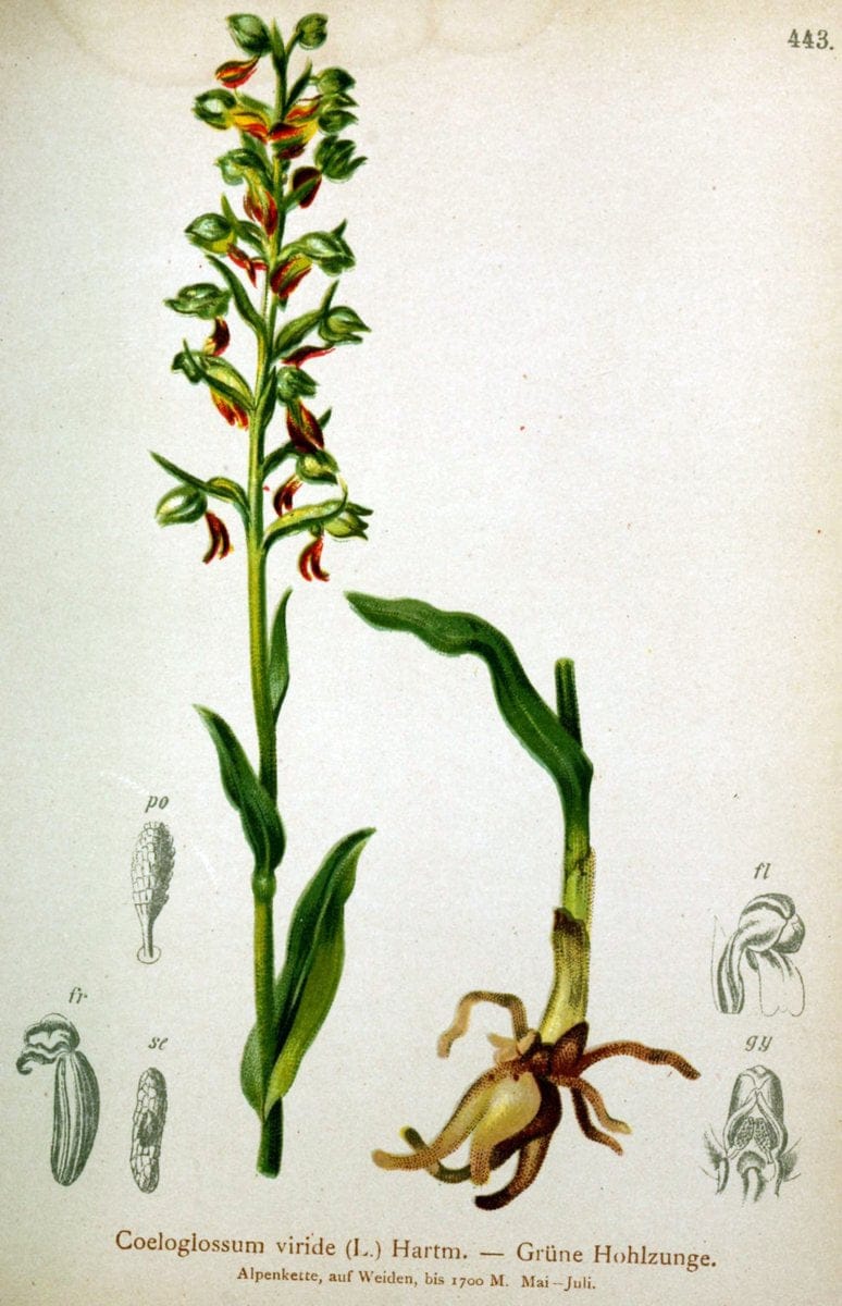 Atlas der Alpenflora /.Wien :Eigenthum und Verlag des Deutschen und Oesterr. Alpenvereins,1882.  | Alps Atlases "Mountain plants"  | Vintage Print Reproduction 459277