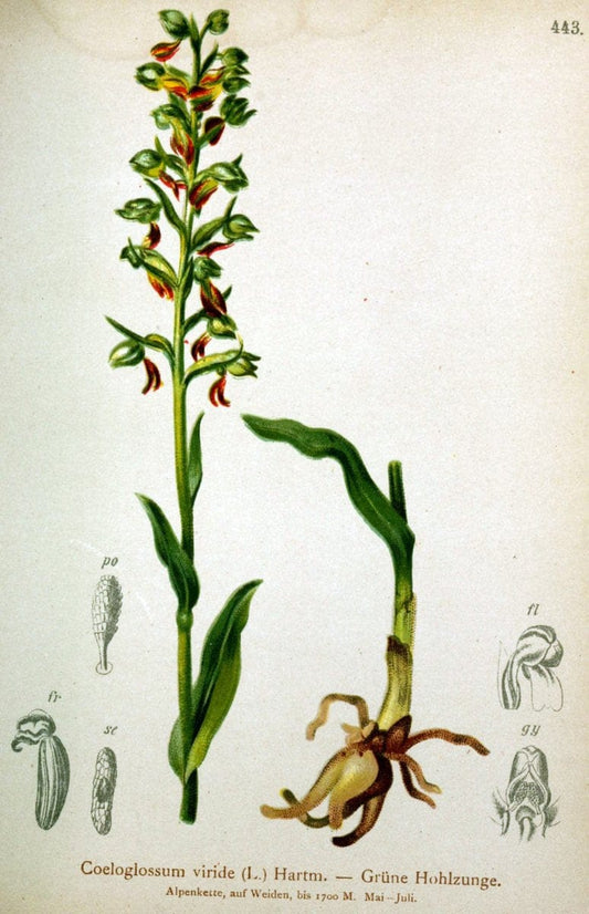 Atlas der Alpenflora /.Wien :Eigenthum und Verlag des Deutschen und Oesterr. Alpenvereins,1882.  | Alps Atlases "Mountain plants"  | Vintage Print Reproduction 459277