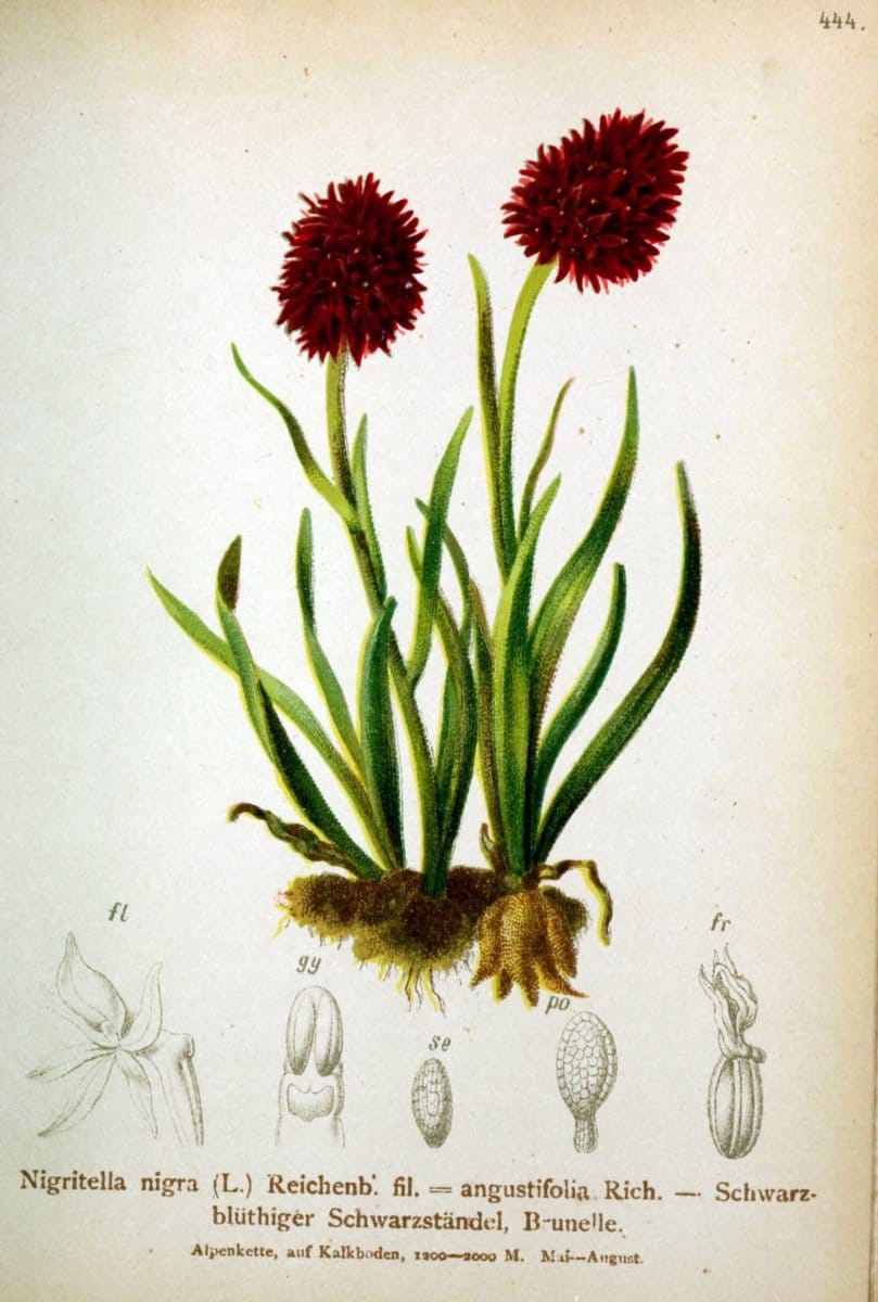 Atlas der Alpenflora /.Wien :Eigenthum und Verlag des Deutschen und Oesterr. Alpenvereins,1882.  | Alps Atlases "Mountain plants"  | Vintage Print Reproduction 459278