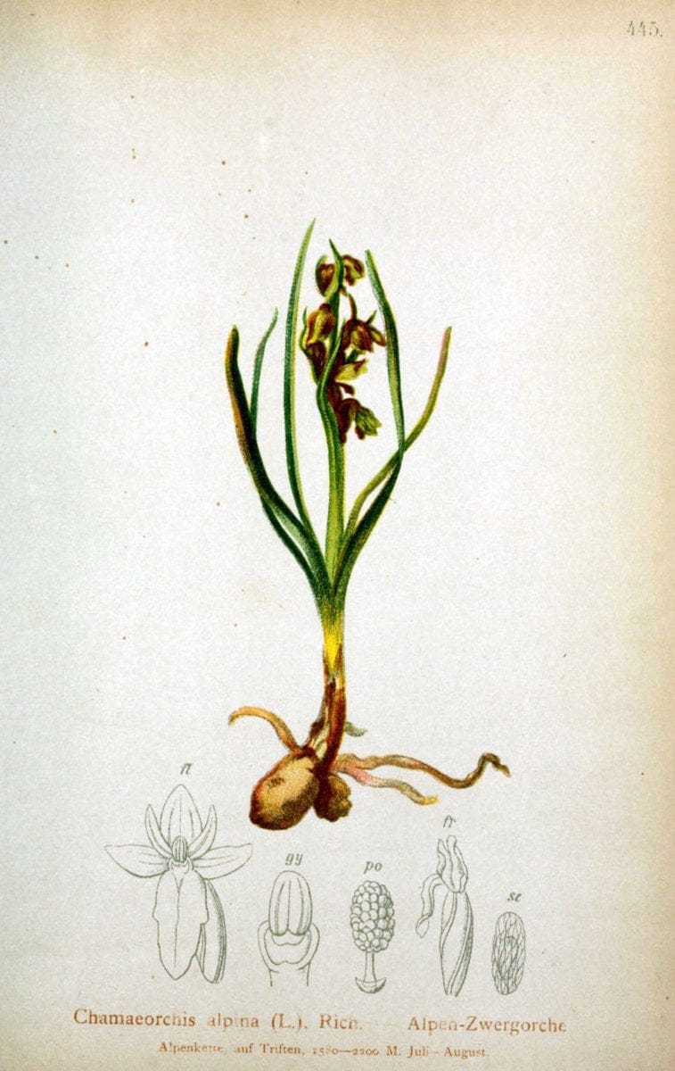 Atlas der Alpenflora /.Wien :Eigenthum und Verlag des Deutschen und Oesterr. Alpenvereins,1882.  | Alps Atlases "Mountain plants"  | Vintage Print Reproduction 459279