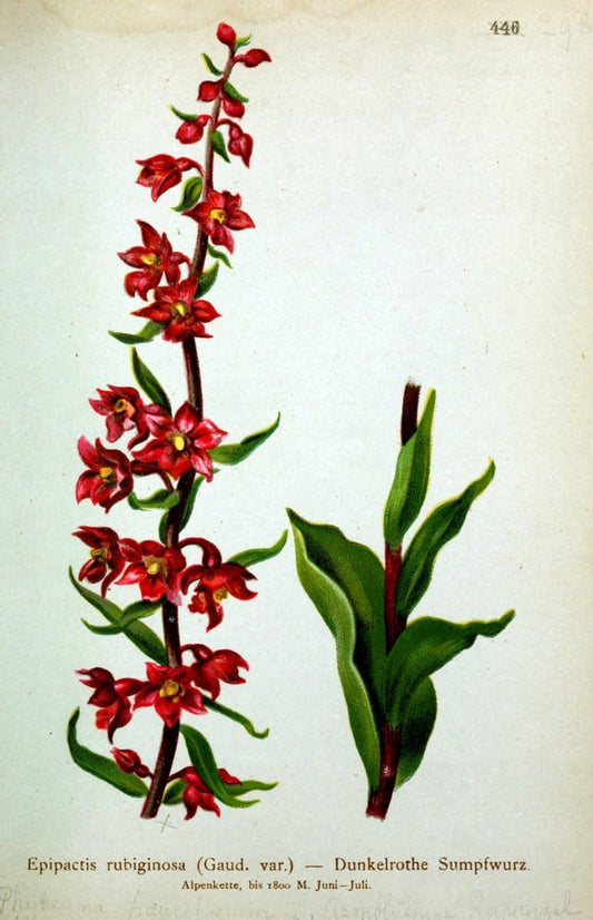 Atlas der Alpenflora /.Wien :Eigenthum und Verlag des Deutschen und Oesterr. Alpenvereins,1882.  | Alps Atlases "Mountain plants"  | Vintage Print Reproduction 459280