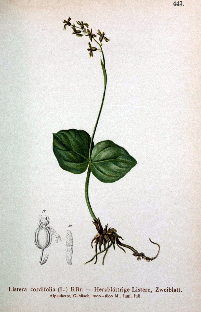 Atlas der Alpenflora /.Wien :Eigenthum und Verlag des Deutschen und Oesterr. Alpenvereins,1882.  | Alps Atlases "Mountain plants"  | Vintage Print Reproduction 459281