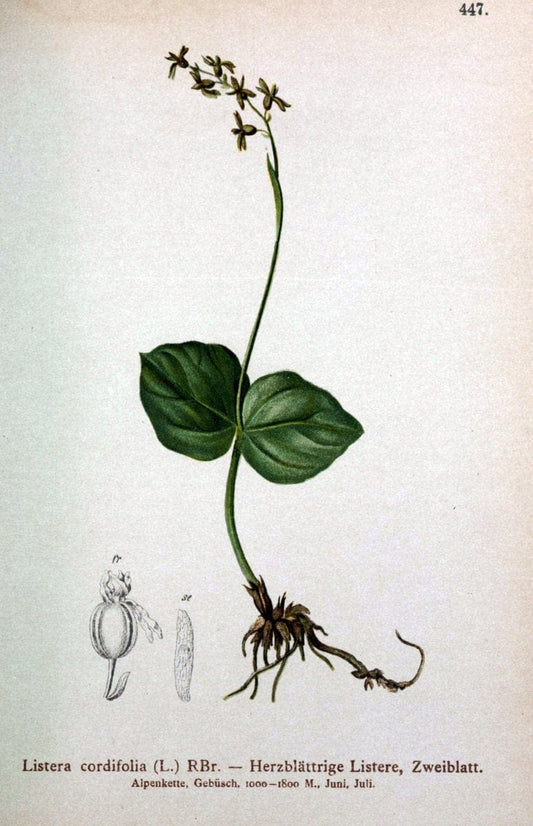 Atlas der Alpenflora /.Wien :Eigenthum und Verlag des Deutschen und Oesterr. Alpenvereins,1882.  | Alps Atlases "Mountain plants"  | Vintage Print Reproduction 459281