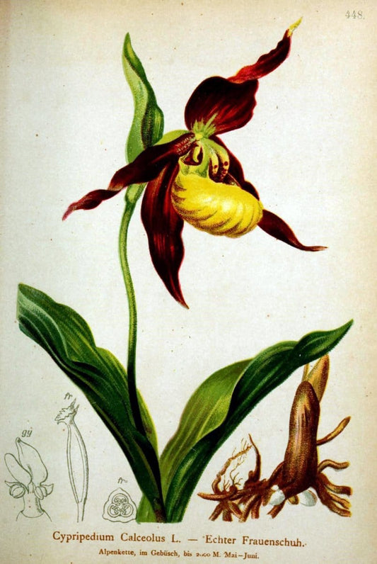 Atlas der Alpenflora /.Wien :Eigenthum und Verlag des Deutschen und Oesterr. Alpenvereins,1882.  | Alps Atlases "Mountain plants"  | Vintage Print Reproduction 459282