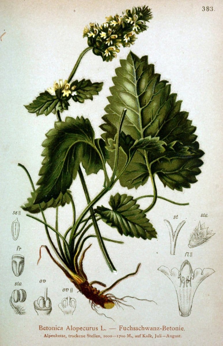 Atlas der Alpenflora /.Wien :Eigenthum und Verlag des Deutschen und Oesterr. Alpenvereins,1882.  | Alps Atlases "Mountain plants"  | Vintage Print Reproduction 459283