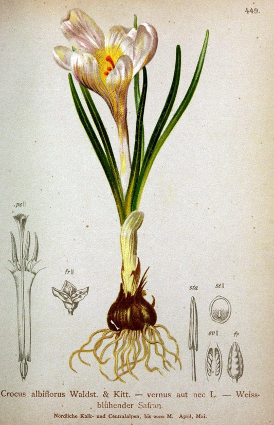 Atlas der Alpenflora /.Wien :Eigenthum und Verlag des Deutschen und Oesterr. Alpenvereins,1882.  | Alps Atlases "Mountain plants"  | Vintage Print Reproduction 459284