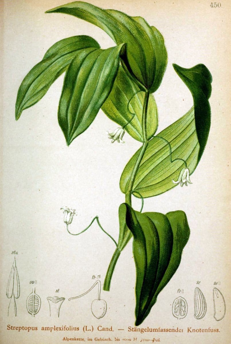 Atlas der Alpenflora /.Wien :Eigenthum und Verlag des Deutschen und Oesterr. Alpenvereins,1882.  | Alps Atlases "Mountain plants"  | Vintage Print Reproduction 459285