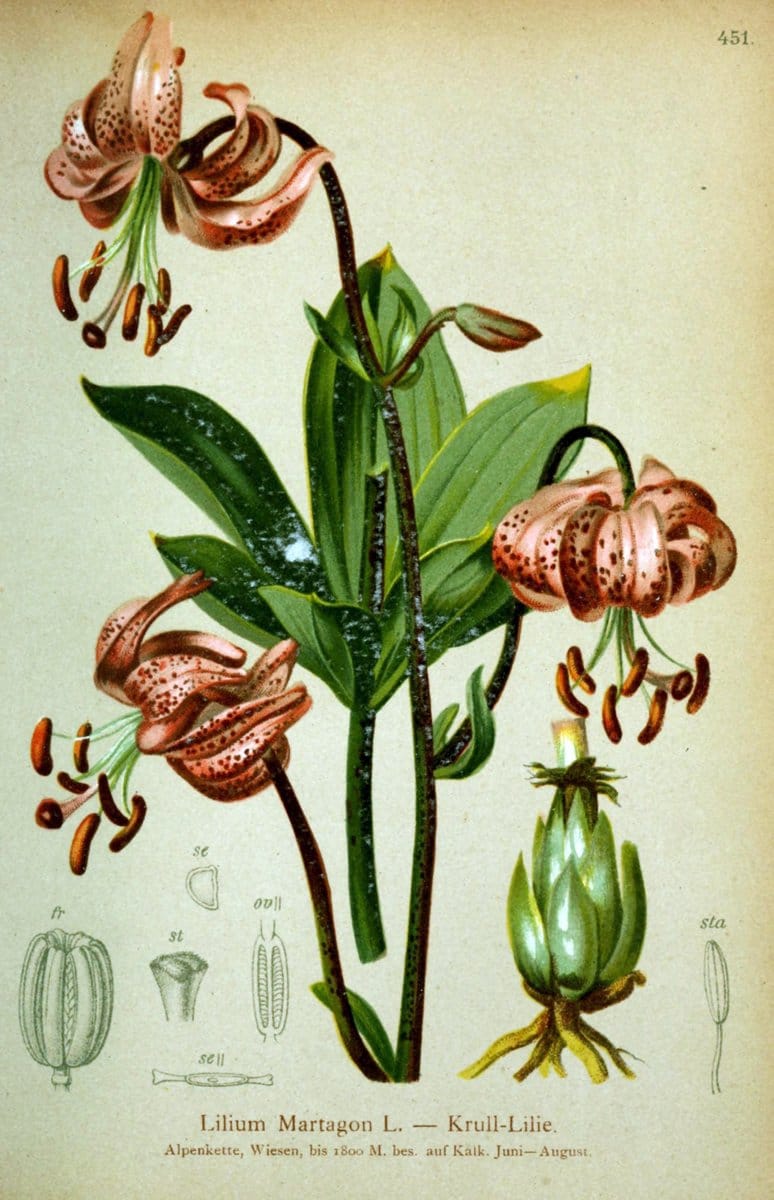 Atlas der Alpenflora /.Wien :Eigenthum und Verlag des Deutschen und Oesterr. Alpenvereins,1882.  | Alps Atlases "Mountain plants"  | Vintage Print Reproduction 459286