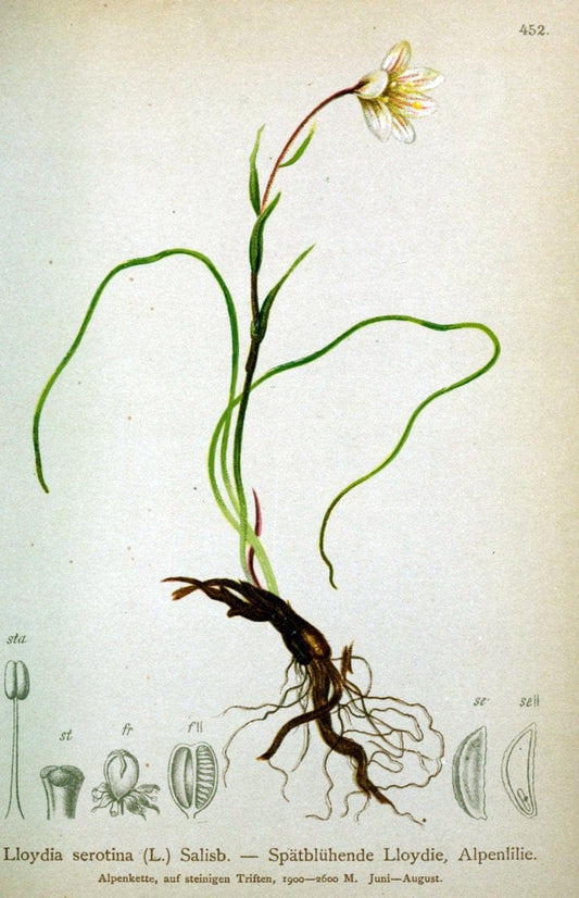 Atlas der Alpenflora /.Wien :Eigenthum und Verlag des Deutschen und Oesterr. Alpenvereins,1882.  | Alps Atlases "Mountain plants"  | Vintage Print Reproduction 459287