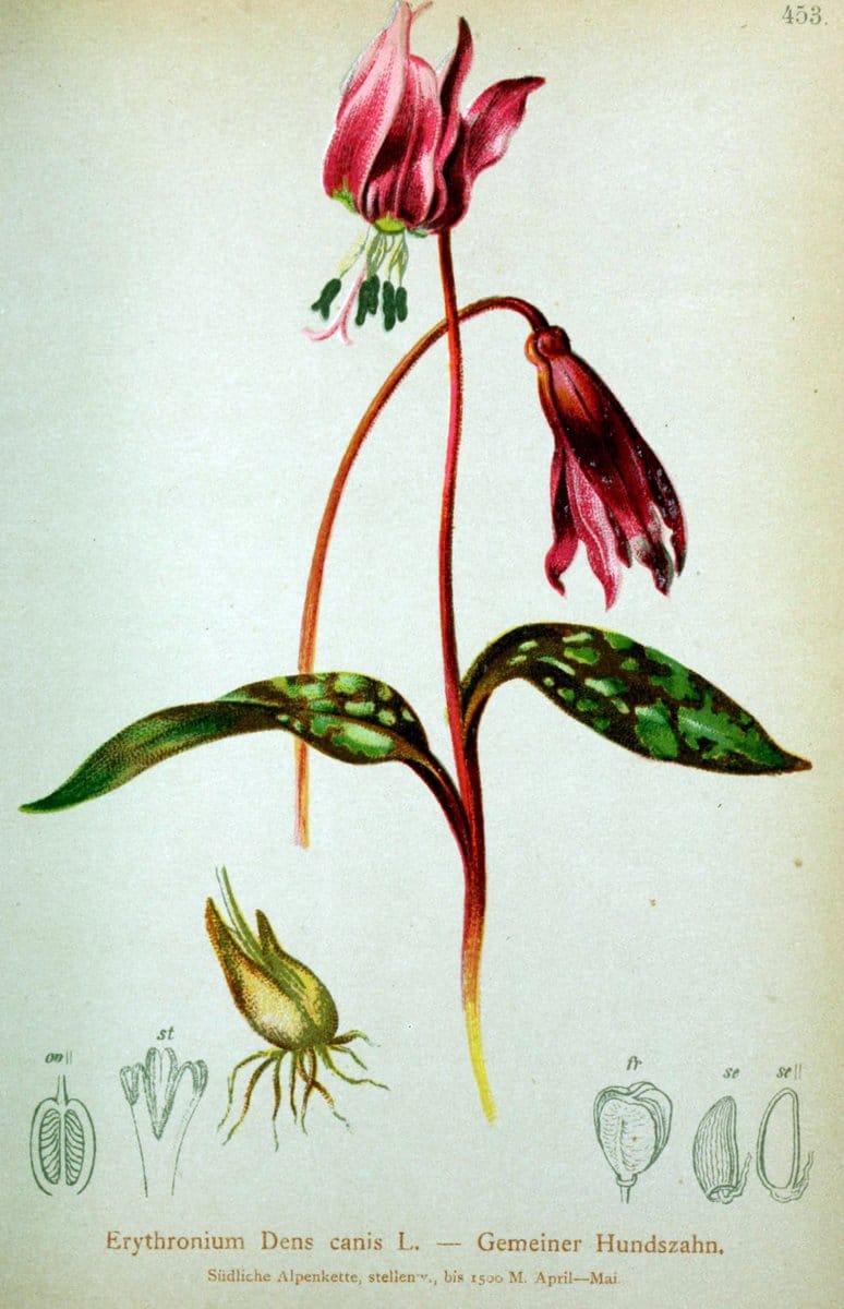 Atlas der Alpenflora /.Wien :Eigenthum und Verlag des Deutschen und Oesterr. Alpenvereins,1882.  | Alps Atlases "Mountain plants"  | Vintage Print Reproduction 459288