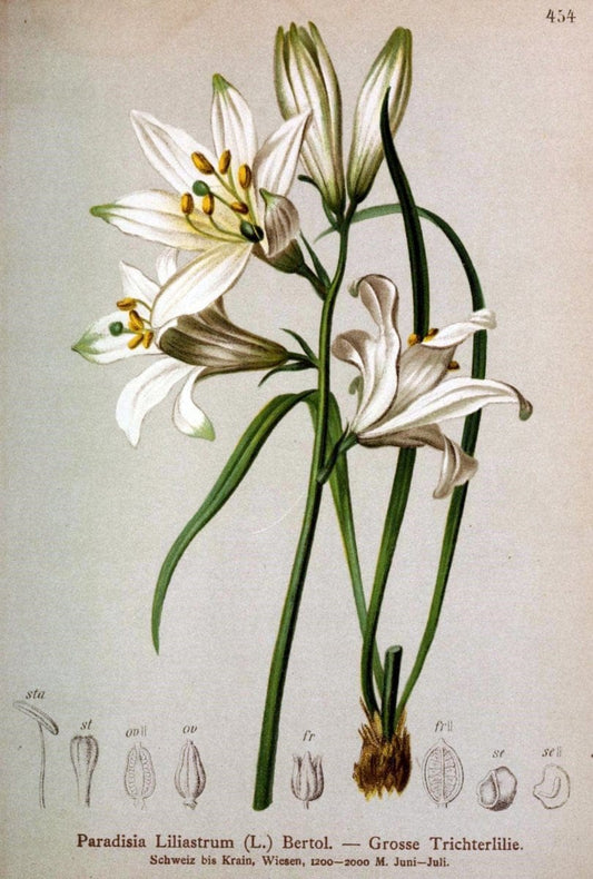 Atlas der Alpenflora /.Wien :Eigenthum und Verlag des Deutschen und Oesterr. Alpenvereins,1882.  | Alps Atlases "Mountain plants"  | Vintage Print Reproduction 459289