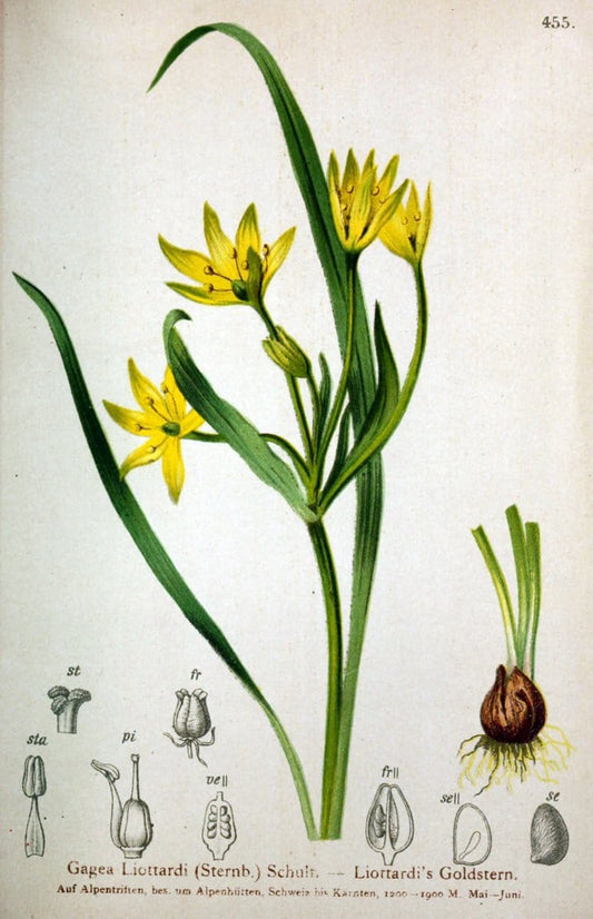 Atlas der Alpenflora /.Wien :Eigenthum und Verlag des Deutschen und Oesterr. Alpenvereins,1882.  | Alps Atlases "Mountain plants"  | Vintage Print Reproduction 459290