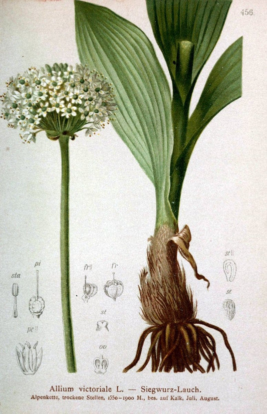 Atlas der Alpenflora /.Wien :Eigenthum und Verlag des Deutschen und Oesterr. Alpenvereins,1882.  | Alps Atlases "Mountain plants"  | Vintage Print Reproduction 459291
