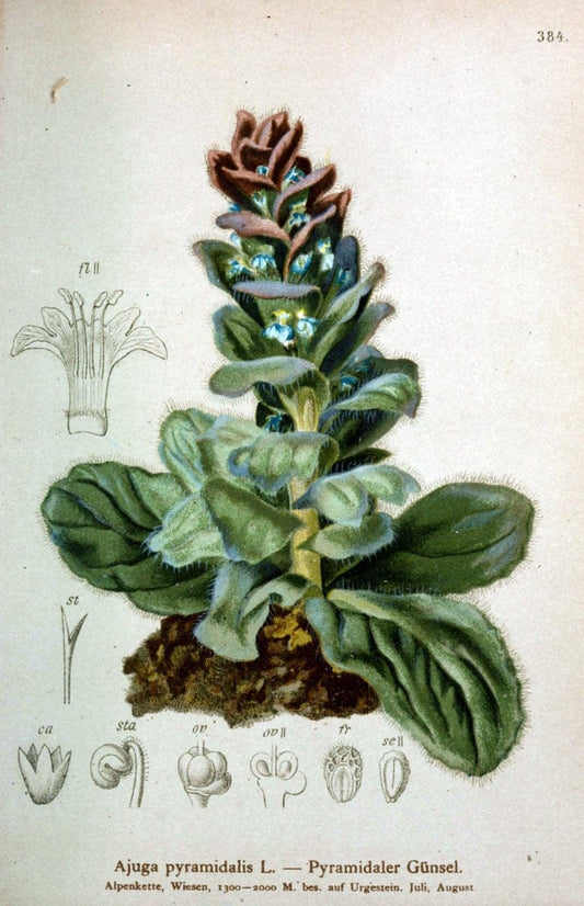 Atlas der Alpenflora /.Wien :Eigenthum und Verlag des Deutschen und Oesterr. Alpenvereins,1882.  | Alps Atlases "Mountain plants"  | Vintage Print Reproduction 459294