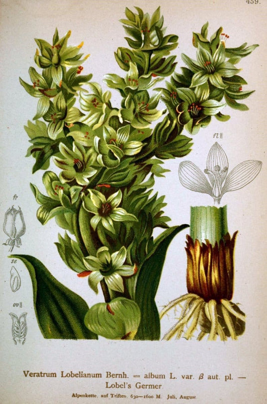 Atlas der Alpenflora /.Wien :Eigenthum und Verlag des Deutschen und Oesterr. Alpenvereins,1882.  | Alps Atlases "Mountain plants"  | Vintage Print Reproduction 459295
